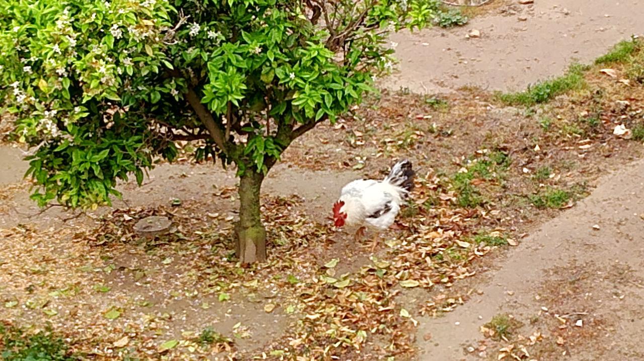 La Caseta Del Pitxo Deltebre Εξωτερικό φωτογραφία
